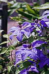 ������� �������� (Clematis x jackmanii)