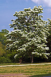 �������� ����������� / ��������� ������������ (Chionanthus retusus)