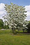 �������� ����������� / ��������� ������������ (Chionanthus retusus)