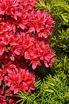 ������ (Rhododendron sp.)