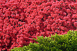 ������ (Rhododendron sp.)
