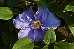 ������� �������� (Clematis x jackmanii)