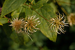 ������� �������� (Clematis x jackmanii)