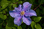 ������� �������� (Clematis x jackmanii)