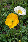 ��� �������������� (Papaver nudicaule)