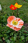 ��� �������������� (Papaver nudicaule)