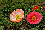 ��� �������������� (Papaver nudicaule)