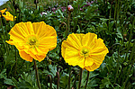 ��� �������������� (Papaver nudicaule)