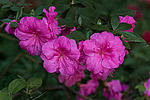 ������ (Rhododendron sp.)