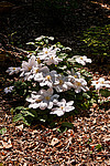 ������� �������� (Clematis x jackmanii)