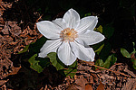 ������� �������� (Clematis x jackmanii)