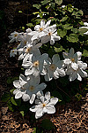 ������� �������� (Clematis x jackmanii)