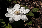 ������� �������� (Clematis x jackmanii)