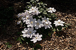 ������� �������� (Clematis x jackmanii)