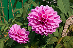 ������� ��������� (Dahlia x hybrida)