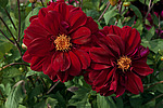 ������� ��������� (Dahlia x hybrida)