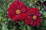 ������� ��������� (Dahlia x hybrida)