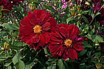 ������� ��������� (Dahlia x hybrida)