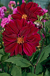 ������� ��������� (Dahlia x hybrida)