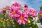������� ��������� (Dahlia x hybrida)