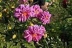 ������� ��������� (Dahlia x hybrida)