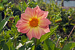 ������� ��������� (Dahlia x hybrida)
