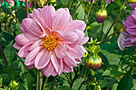 ������� ��������� (Dahlia x hybrida)