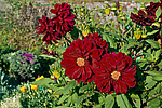 ������� ��������� (Dahlia x hybrida)
