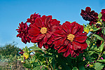 ������� ��������� (Dahlia x hybrida)