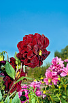 ������� ��������� (Dahlia x hybrida)