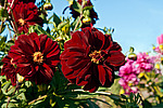������� ��������� (Dahlia x hybrida)