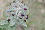 ����������� ������������� (Cynoglssum officinle)