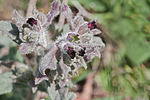����������� ������������� (Cynoglssum officinle)