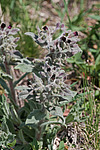 ����������� ������������� (Cynoglssum officinle)
