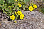 �������� �������� (Potentilla arenaria)