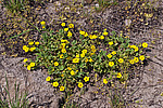 �������� �������� (Potentilla arenaria)