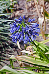 ��������c (Agapantus sp.)