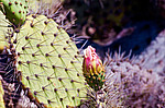 ������� ���������� (Opuntia littoralis)