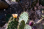 ������� ���������� (Opuntia littoralis)