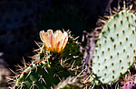 ������� ���������� (Opuntia littoralis)