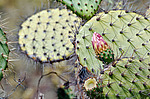 ������� ���������� (Opuntia littoralis)