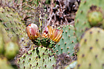 ������� ���������� (Opuntia littoralis)