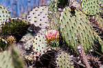 ������� ���������� (Opuntia littoralis)