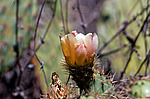 ������� ���������� (Opuntia littoralis)