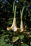 ������ �������� (Datura arborea)