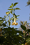 ������ �������� (Datura arborea)