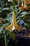 ������ �������� (Datura arborea)