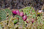 ������� ���������� (Opuntia littoralis)