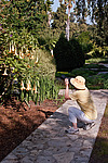 ������ �������� (Datura arborea)