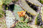 ������� ���������� (Opuntia littoralis)